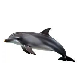 Bottlenose dolphin