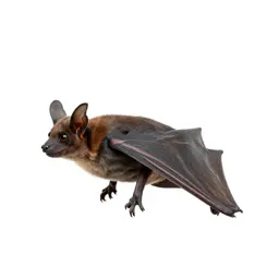 Brown bat