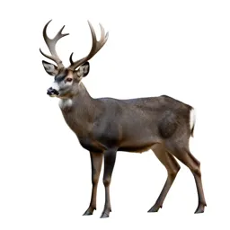 Buck