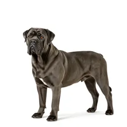 Bull mastiff
