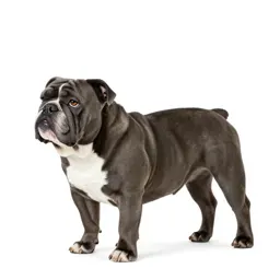 Bulldog