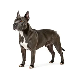 Bullterrier