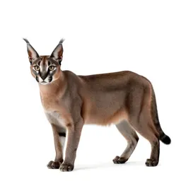 Caracal