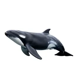Cetacean