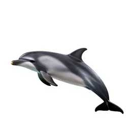 Common dolphin