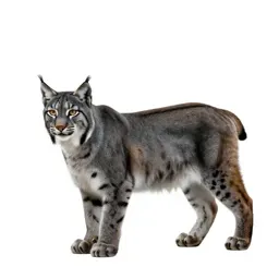 Common lynx