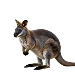 Common wallaby