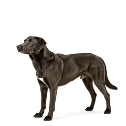 Coondog