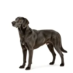 Coonhound