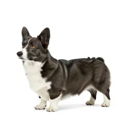 Corgi