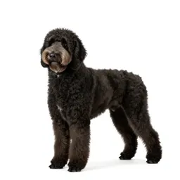 Curly-coated retriever