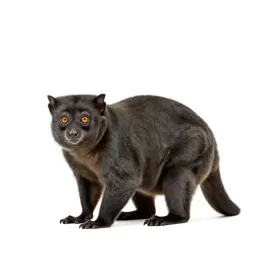 Cuscus