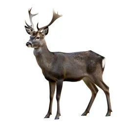 Doe