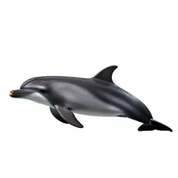 Dolphin
