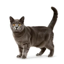Domestic cat
