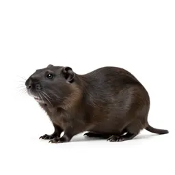 Dusky-footed woodrat
