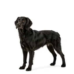Field spaniel