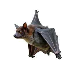 Flying fox