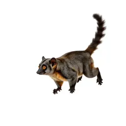 Flying phalanger