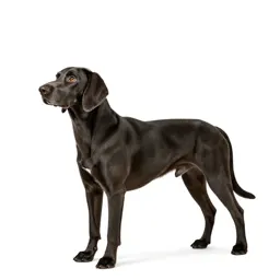 Foxhound