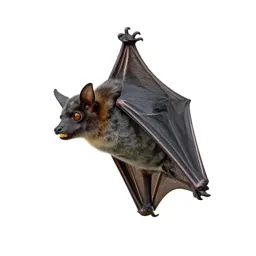 Fruit bat