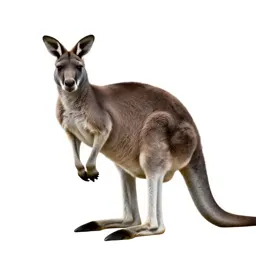 Giant kangaroo