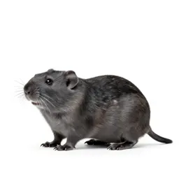 Grey lemming