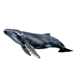 Grey whale