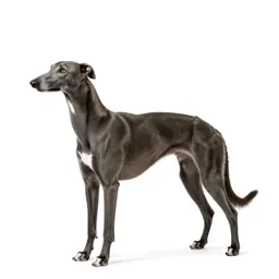 Greyhound
