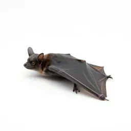 Guano bat