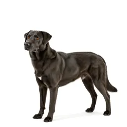 Guide dog