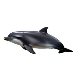 Harbor porpoise