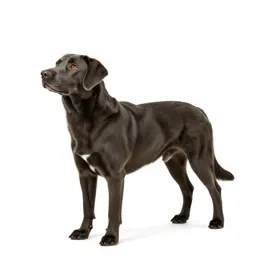 Hearing dog