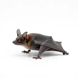 Horseshoe bat
