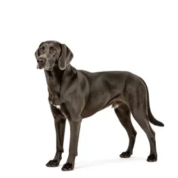 Hound