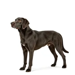 Hunting dog