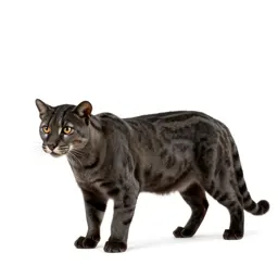 Jaguarundi