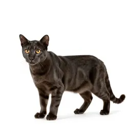 Jungle cat