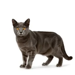 Kaffir cat