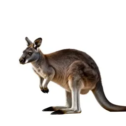 Kangaroo mouse