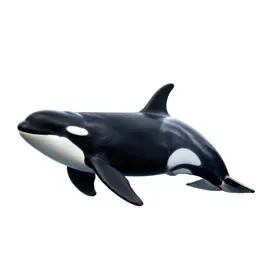 Killer whale