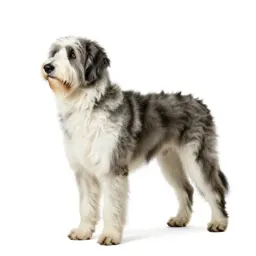 Komondor