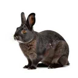 Lagomorph