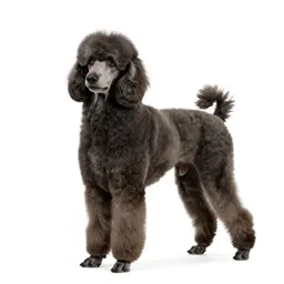 Large poodle