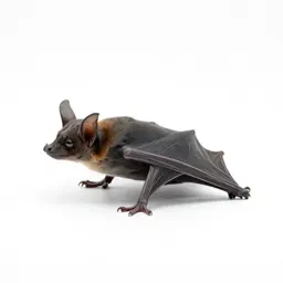 Leafnose bat