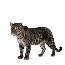 Leopard cat