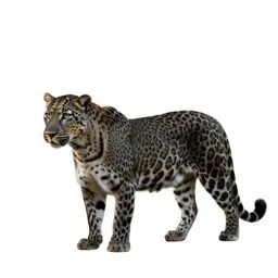 Leopardess