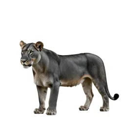 Lionet