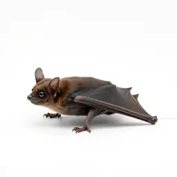 Little brown bat
