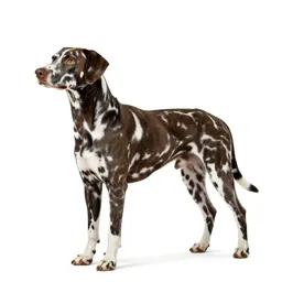 Liver-spotted dalmatian